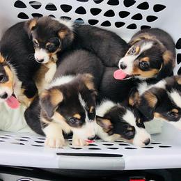Pembroke Welsh Corgi Puppies from B&J Corgis
