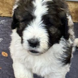 Merle - Brindle and white male Saint Berdoodle puppy in San Antonio, Texas from Mammoth Doodles