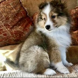 Shetland Sheepdog Puppies from September Morning Shelties