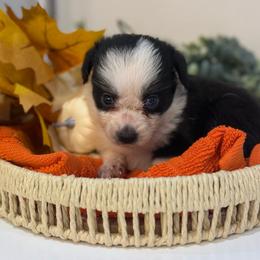 Tinkerbell - Black tri female Toy Australian Shepherd puppy in Ambrose, Georgia from Brandilyn's Aussies
