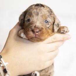 Elsa - Chocolate merle female Bernedoodle puppy in Seffner, Florida from Gold Diamond Pup