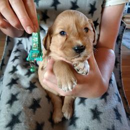 Teal - Dark golden male Golden Retriever puppy in Lanesboro, Minnesota from Eagle Ridge Golden Retrievers