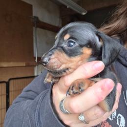 Pepper's black and tan smooth boy - Black and tan male Dachshund puppy in Caldwell, Idaho from Dozendachs