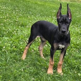 Great Dane Puppies from Sovereignty Woods Great Danes
