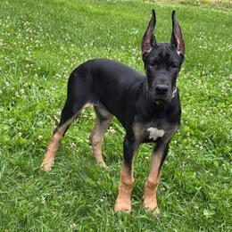 Great Dane Puppies from Sovereignty Woods Great Danes