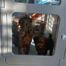 Luna - Red  female Poodle puppy in Moreno Valley, California from Yanni's Poodle