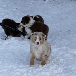 Aussiedoodle and Australian Shepherd Puppies from SS Australian Shepherds