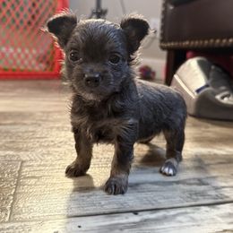 Snoopy - Blue and tan male Chihuahua puppy in Summerfield, Florida from Uey’s Chihuahuas