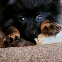 German Shepherds from Heartland Shepherds