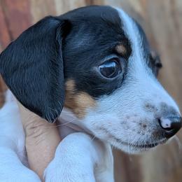 Boy 5 - male Dachshund puppy in Chehalis, Washington from Hill Top Kennels