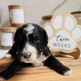 Newton (Newt), Gray Collar Male - Tri-color male Bernedoodle puppy in Katy, Texas from Bluebonnet Bernedoodles of Southeast Texas