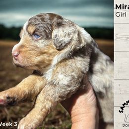 Australian Mountain Doodle All Grown Up from Sammi Sweet Doodles