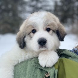 Great Pyrenees Puppies from White O'Morn Farm AKC Great Pyrenees
