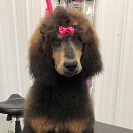Poodle Puppies from Joy’s Logan Creek Poodles