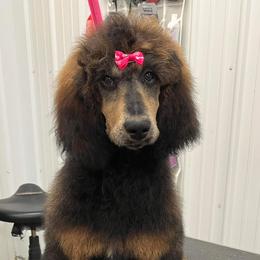 Poodle Puppies from Joy’s Logan Creek Poodles