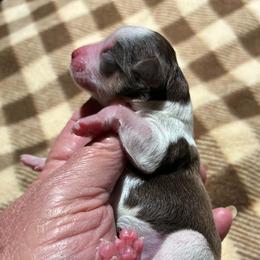 Autumn - Parti female Miniature Schnauzer puppy in Sylvania, Georgia from Southern Sky Miniature Schnauzers