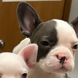 Sam - Blue male Companion Cross puppy in Fort Smith, Arkansas from Blue Elite Boston Terriers Frenchies & Frenchtons