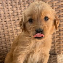 Guava - Golden female Golden Retriever puppy in Farmington, Utah from Golden Haven Doodles