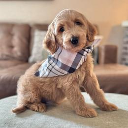 Linus (Gray Collar) - Apricot male Goldendoodle puppy in Bay City, Texas from Charming Doods