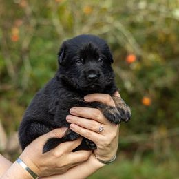 Rysa - Bi-color female German Shepherd puppy in Hammond, Louisiana from Von LaMarca German Shepherds