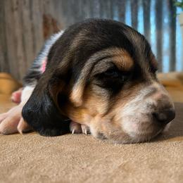 Red - Black brown and white female Basset Hound puppy in Hay Springs, Nebraska from Rain and Snow Bassets