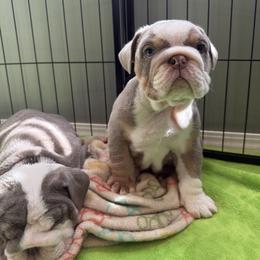 Bulldog Puppies from ABC Bulldogs