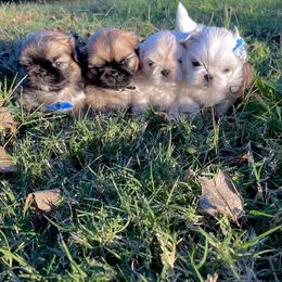 Pekingese Puppies from Ashlyn's Pups