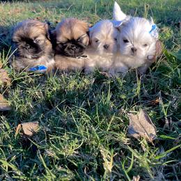 Pekingese Puppies from Ashlyn's Pups