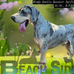 Rooster - Great Dane