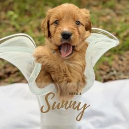 Goldendoodle Puppies from Ruby Pupper Doodles