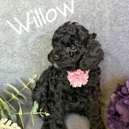 Willow - Black female Cavapoo puppy in Arizona from AZ Cavapoos