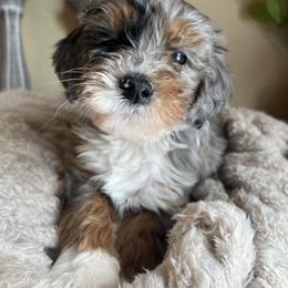 Will - Merle male Bernedoodle puppy in Perryville, Maryland from Heavenly Heritage Dachshunds and Doods