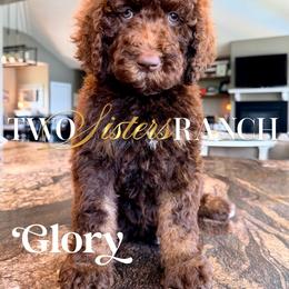 Glory - female Newfypoo puppy in Jackson, Missouri from Two Sisters Ranch, LLC