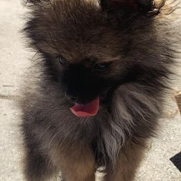 Pomeranians from PomPerfection