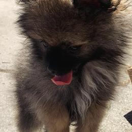 Pomeranians from PomPerfection