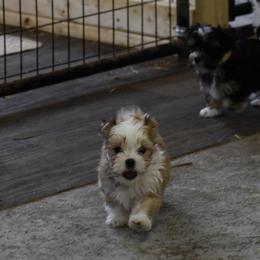 Boy 1 - Fawn sable male Havanese puppy in Sebeka, Minnesota from Bydand Newfoundlands & Whimsical Havanese