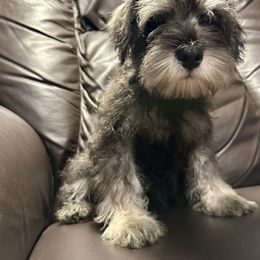 Miniature Schnauzer Puppies from Patty’s Little Pups