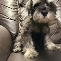Miniature Schnauzer Puppies from Patty’s Little Pups