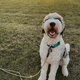 Assorted Doodle Crosses and Newfypoo All Grown Up from Arizona Doodle Trails