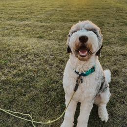 Assorted Doodle Crosses and Newfypoo All Grown Up from Arizona Doodle Trails