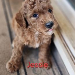 Jessie - Red  female Goldendoodle puppy in Goodyear, Arizona from The Earl Dood(le)s
