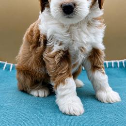Julep (Guardian Home Only) - Apricot female Goldendoodle puppy in Hendersonville, North Carolina from Kim's Cove