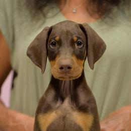 Blue collar - Red and rust male Doberman Pinscher puppy in Santa Clarita, California from Riviera Dobermans