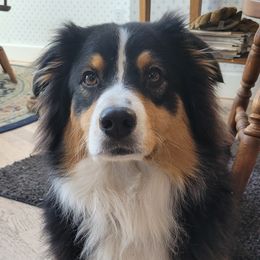 Australian Shepherds from Watervale's Awesome Aussies