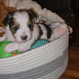 Reeses - Black and white male Shorkie puppy in Chattanooga, Tennessee from Passion Pups TN