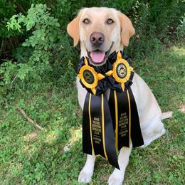 Labrador Retrievers from Homestead Retrievers