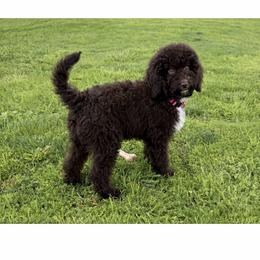 Chocolate - Brown female Poodle puppy in Los Angeles, California from Exquisite Doodles