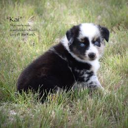 Kai - Blue merle male Miniature Australian Shepherd puppy in Evant, Texas from Lazy VT Bar Ranch