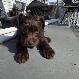 Willow Bean - Liver female Miniature Schnauzer puppy in Fredericksburg, Virginia from Jentz Family Schnauzers