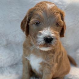 Ollie - Apricot male Goldendoodle puppy in San Tan Valley, Arizona from Golden Haven